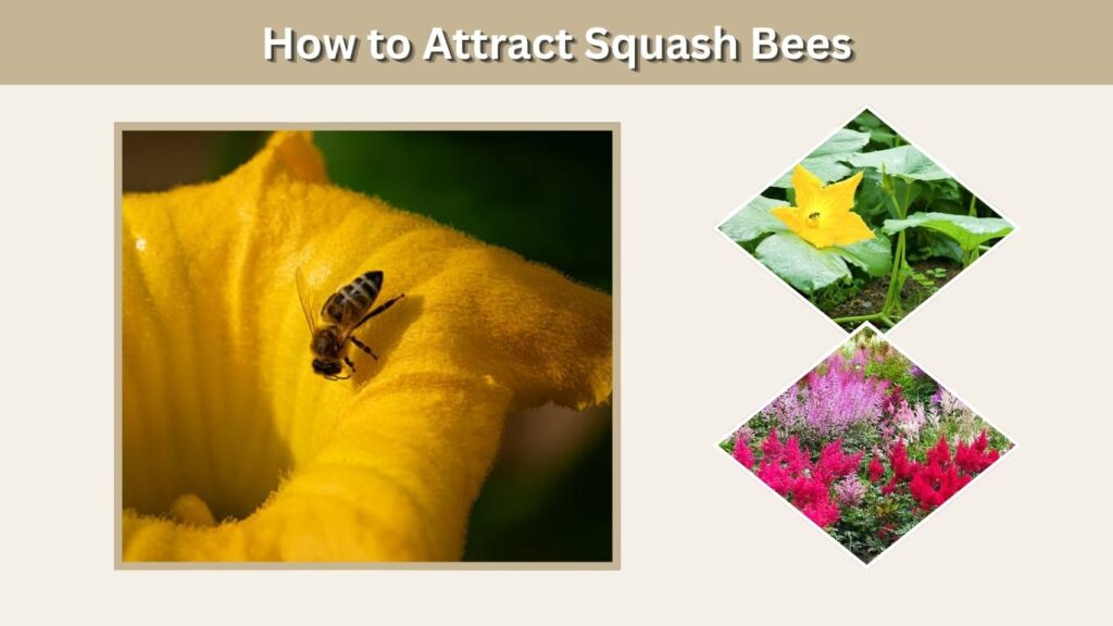How to Attract Squash Bees