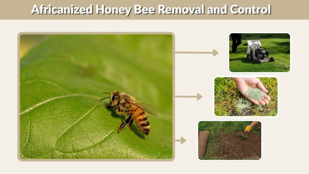 Africanized Honey Bee Removal and Control