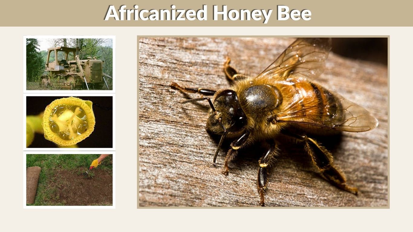 Africanized Honey Bee: Identification, Range, Sting, Facts & Behavior