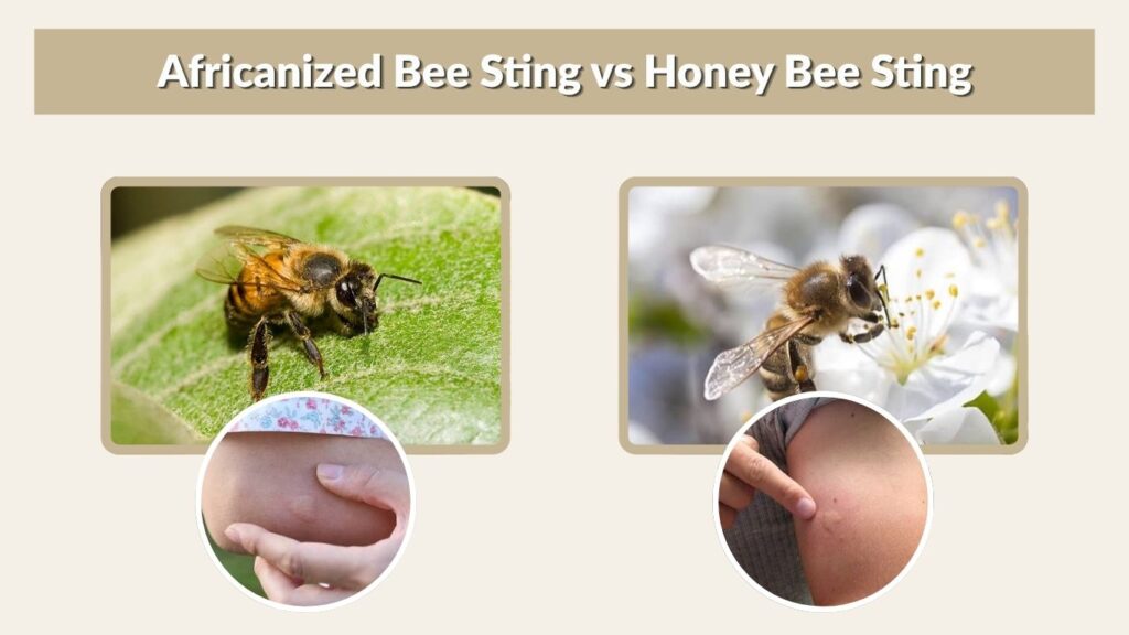 Africanized Bee Sting vs Honey Bee Sting