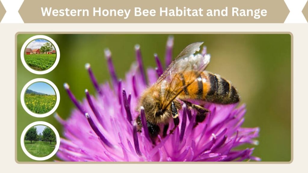 Western Honey Bee Habitat and Range