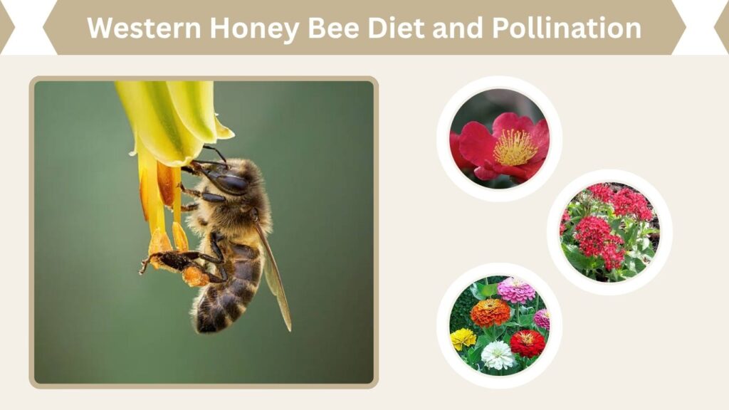 Western Honey Bee Diet and Pollination