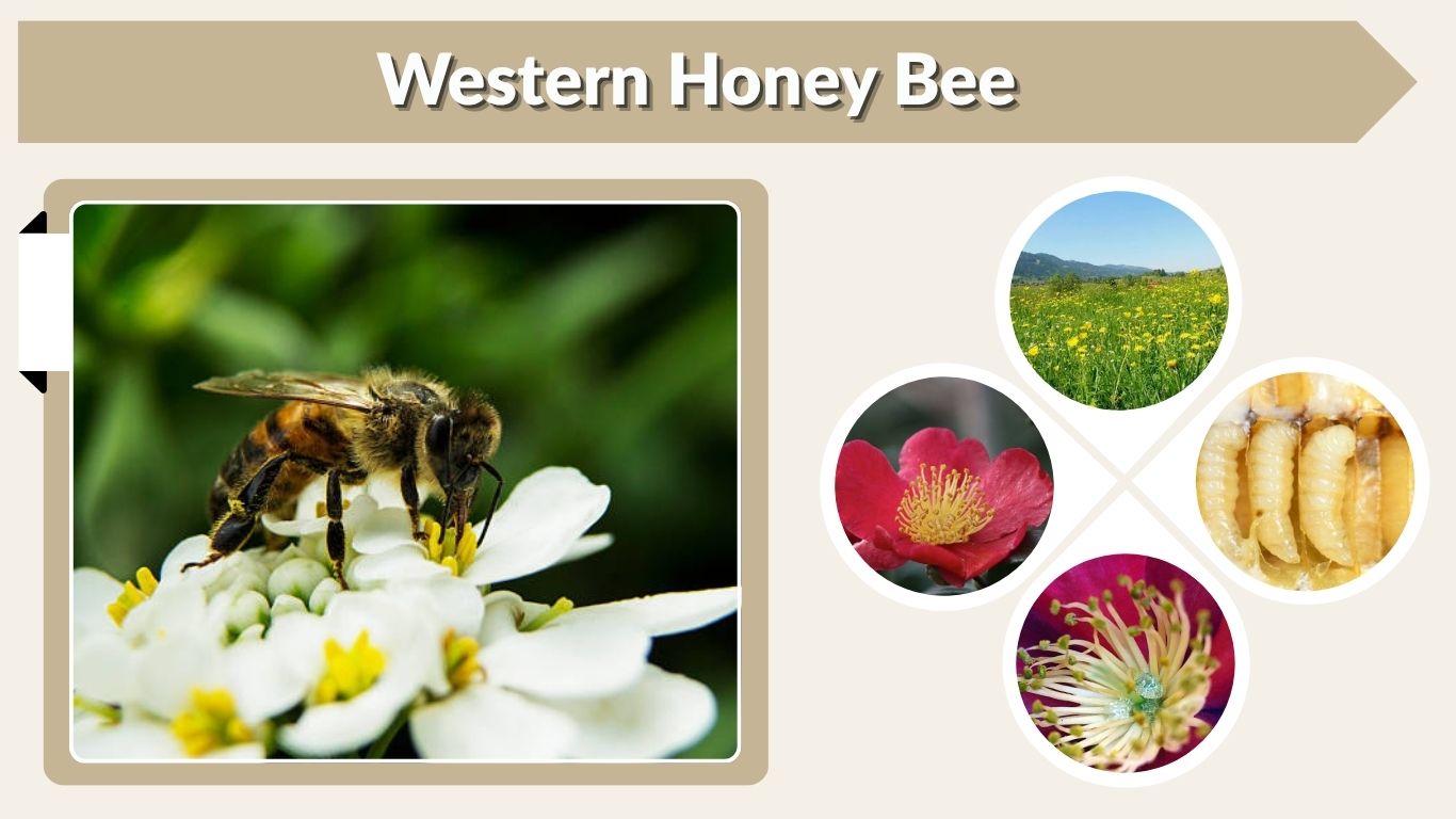Western Honey Bee: Facts, Habitat, Sting and Life Cycle