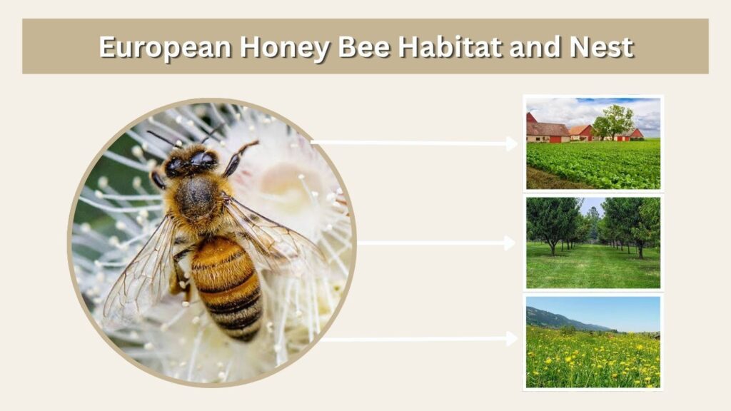 European Honey Bee Habitat and Nest