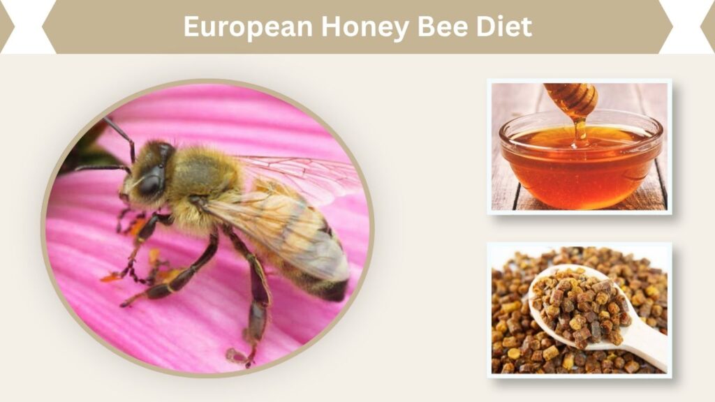 European Honey Bee Diet