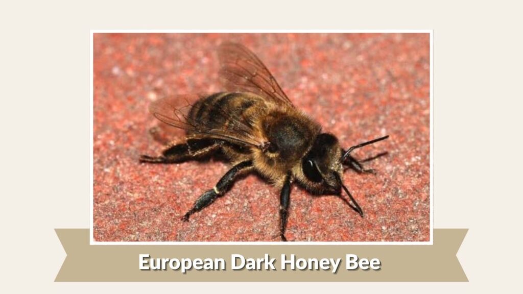 European Dark Honey Bee