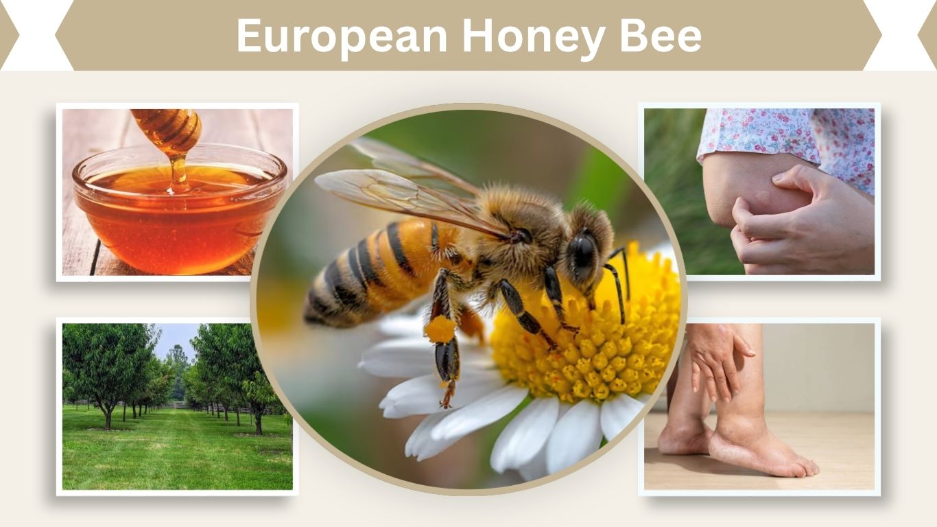 European Honey Bee: Facts, Habitat, Sting and Life Cycle