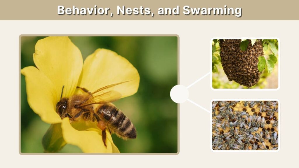 Behavior, Nests, and Swarming