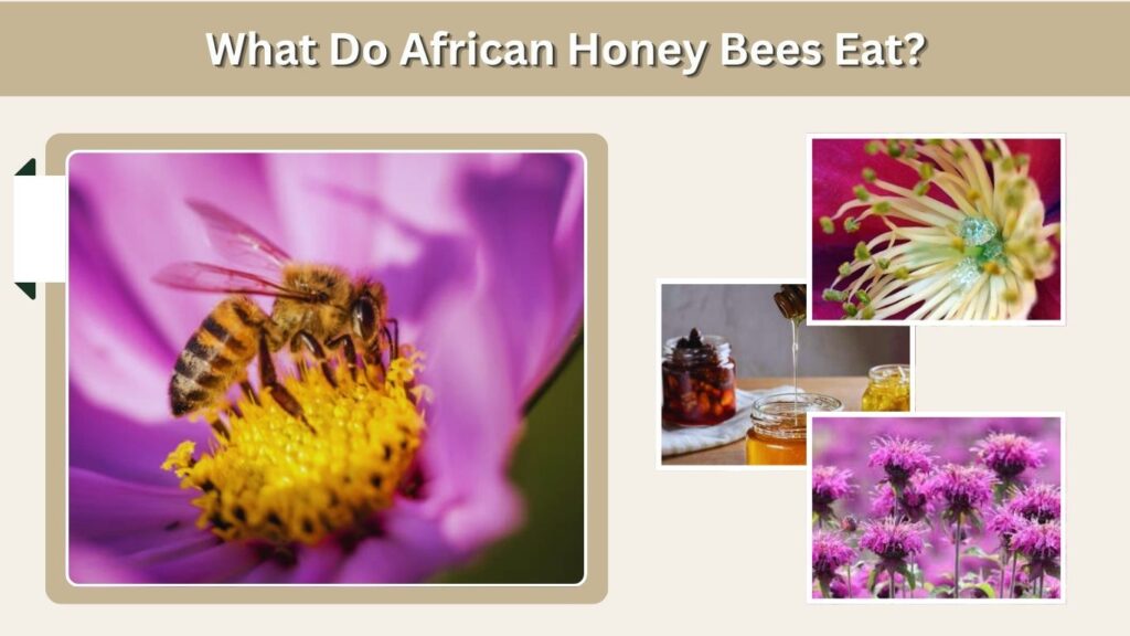 What Do African Honey Bees Eat?
