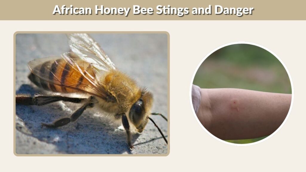 African Honey Bee Stings and Danger