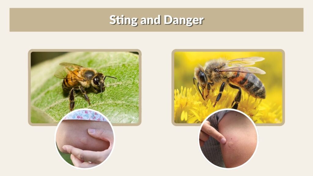 Sting and Danger