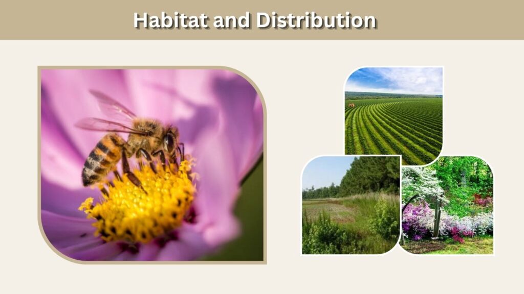 Habitat and Distribution