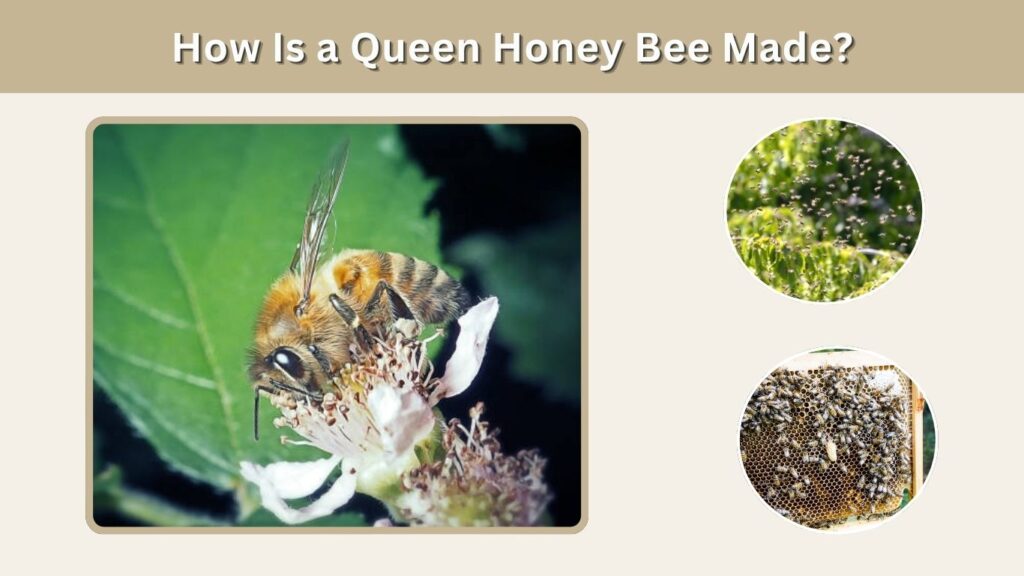 How Is a Queen Honey Bee Made?