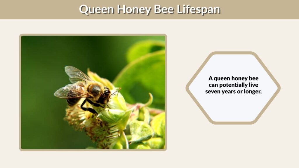Queen Honey Bee Lifespan