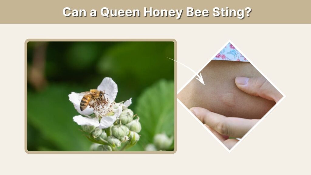 Can a Queen Honey Bee Sting?
