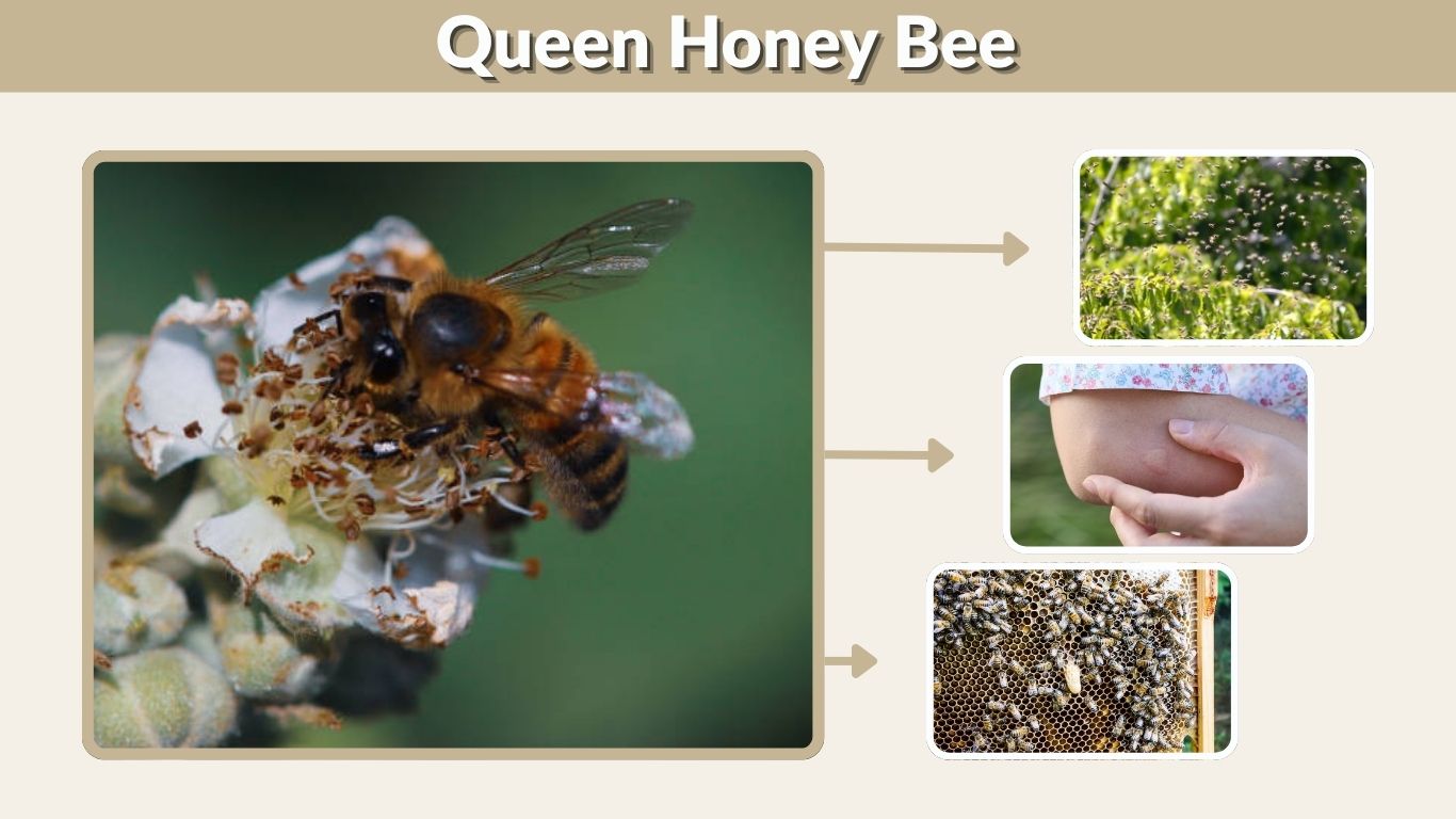 Queen Honey Bee: Identification, Life Cycle & Lifespan