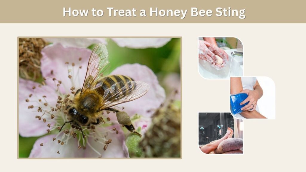 How to Treat a Honey Bee Sting