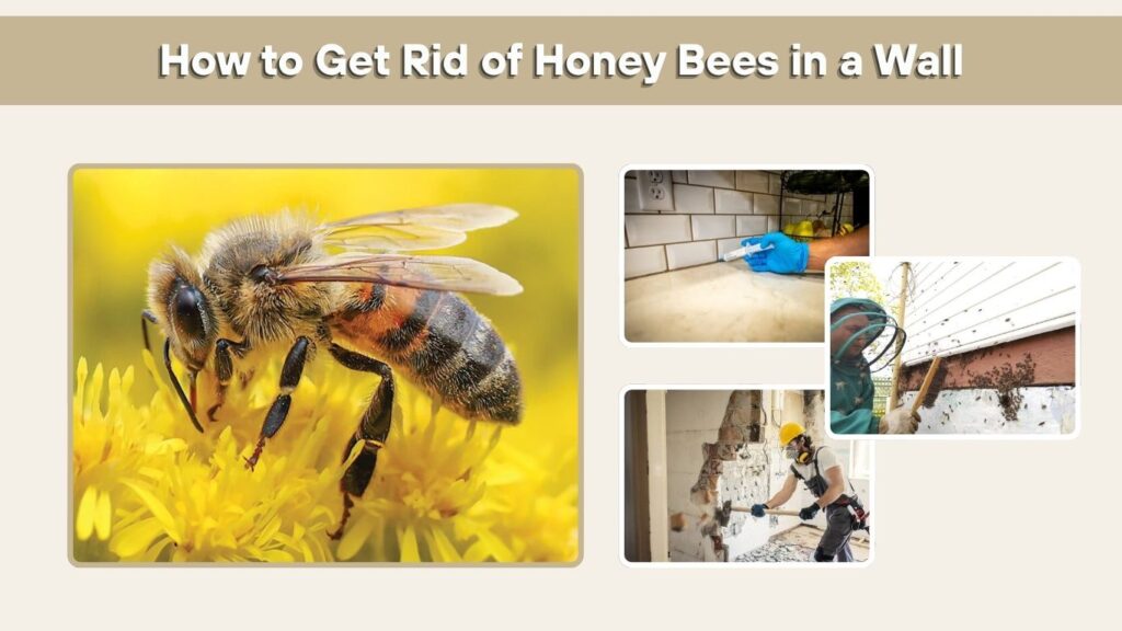 How to Get Rid of Honey Bees in a Wall