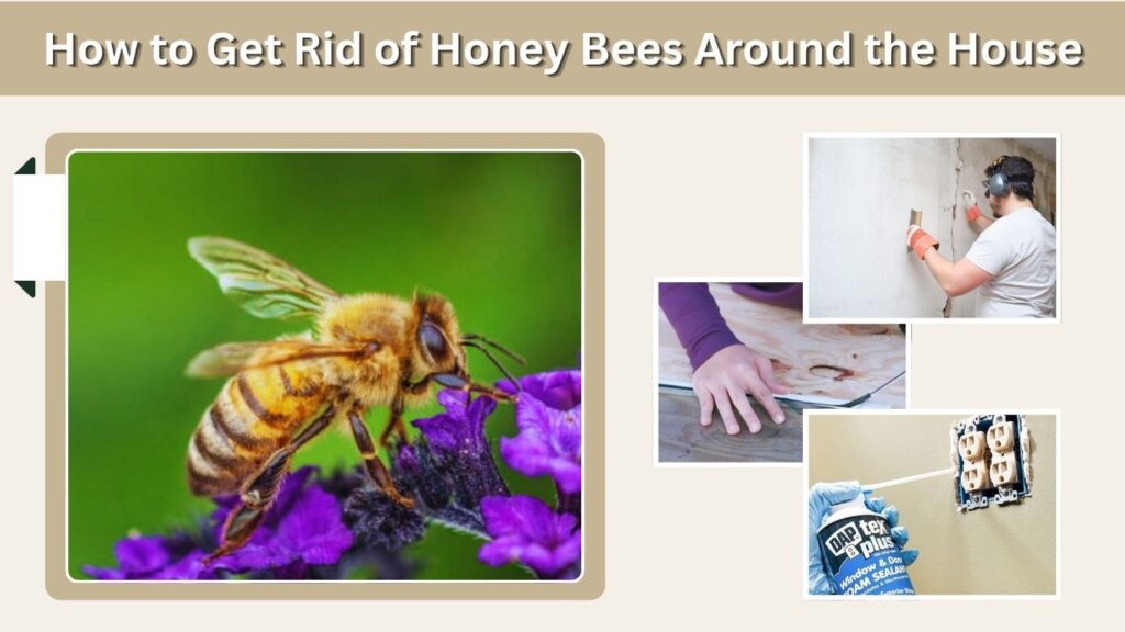 How to Get Rid of Honey Bees Around the House
