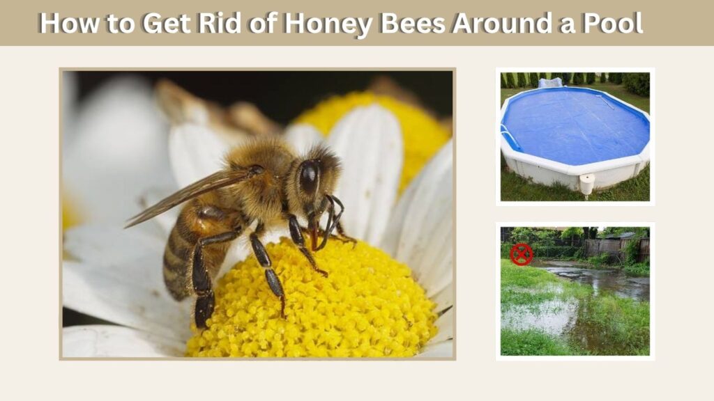 How to Get Rid of Honey Bees Around a Pool