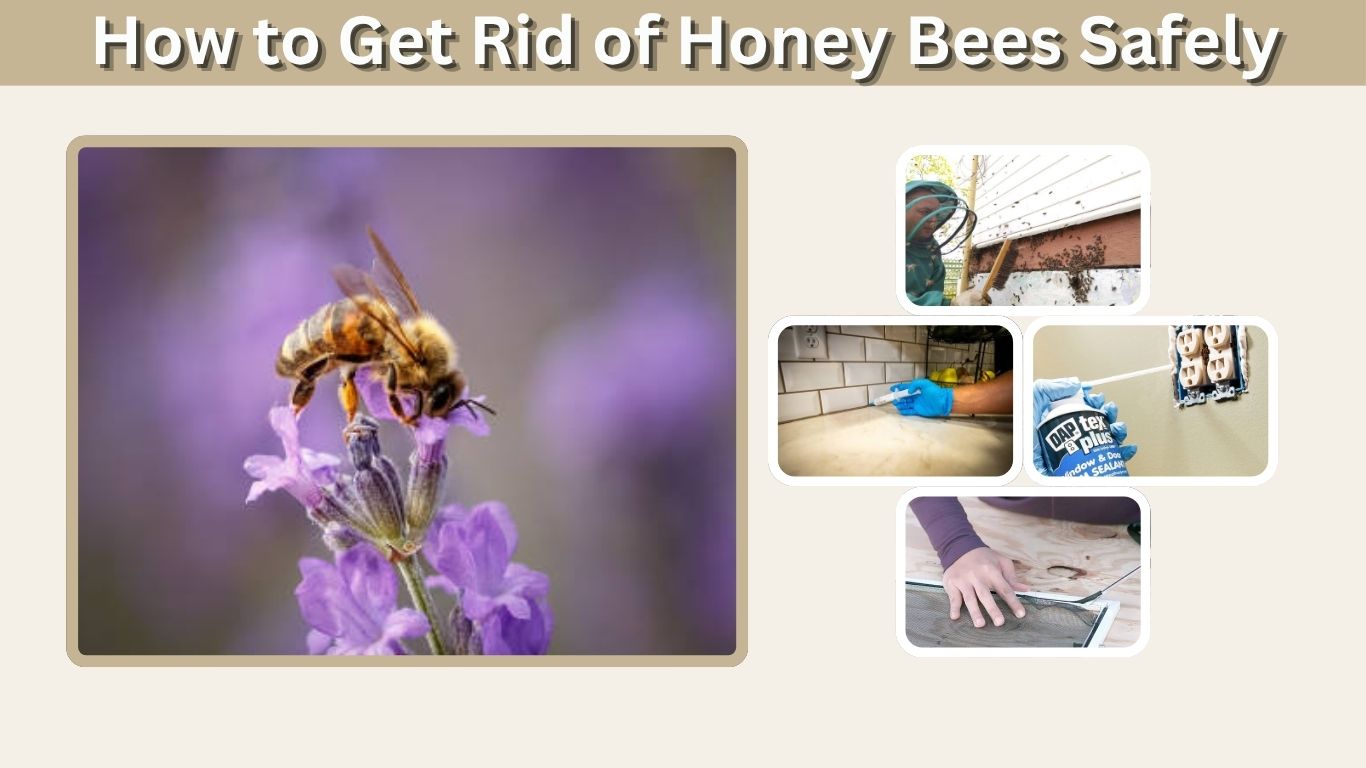 How to Get Rid of Honey Bees Safely and Effectively