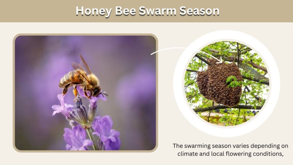 The swarming season varies depending on climate and local flowering conditions,