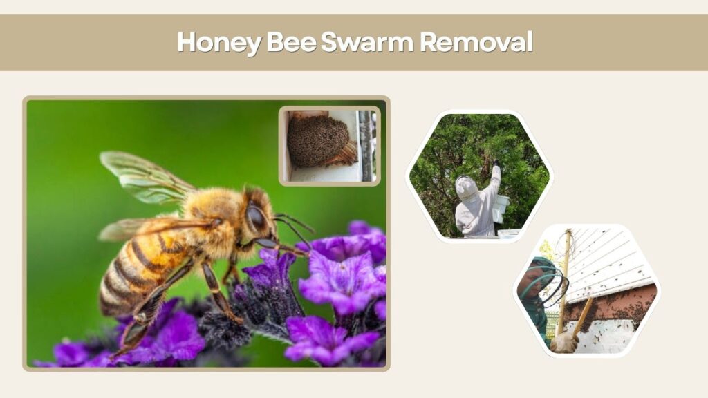 Honey Bee Swarm Removal