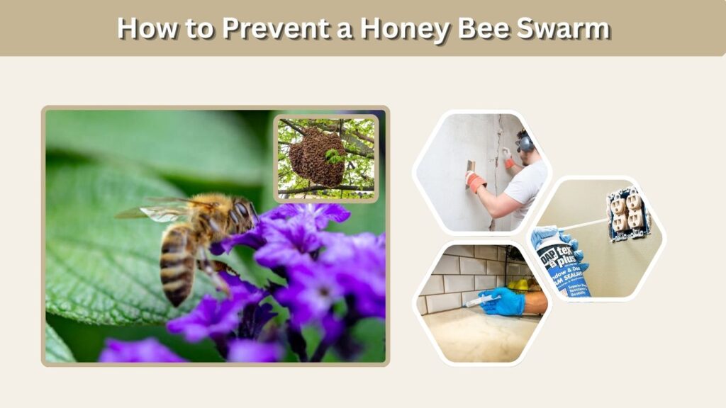 How to Prevent a Honey Bee Swarm