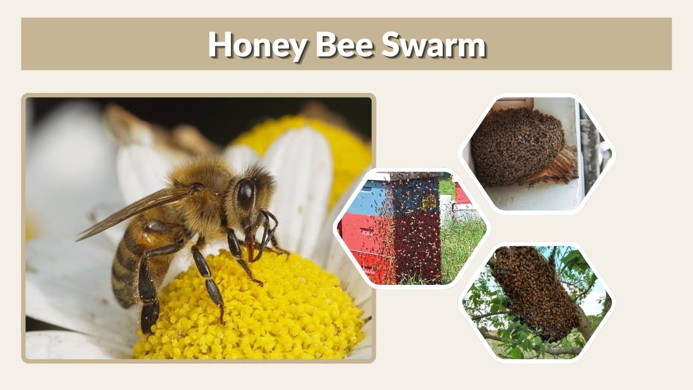Honey Bee Swarm: Behavior, Removal, Traps & Prevention