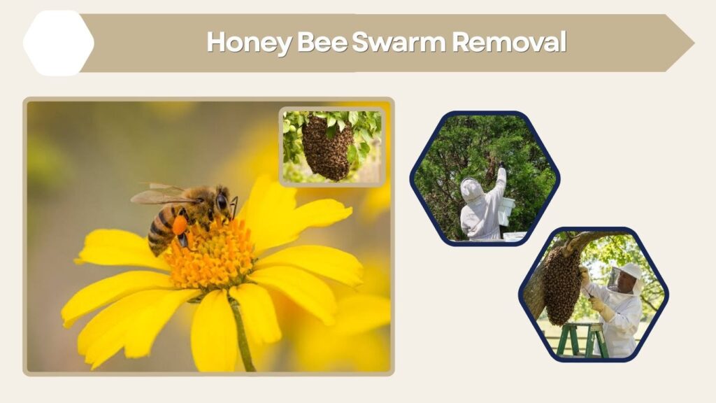 Honey Bee Swarm Removal