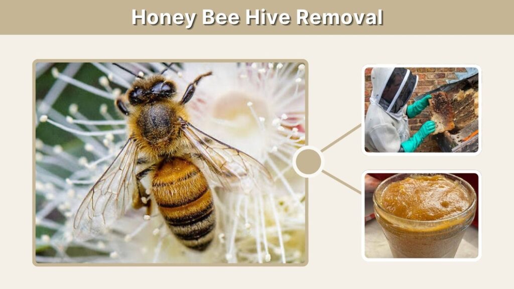 Honey Bee Hive Removal