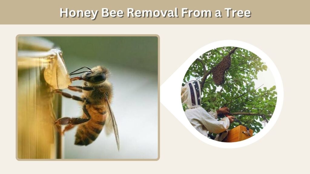 Honey Bee Removal From a Tree