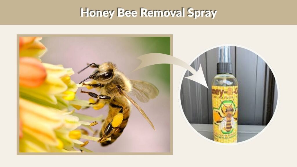 Honey Bee Removal Spray