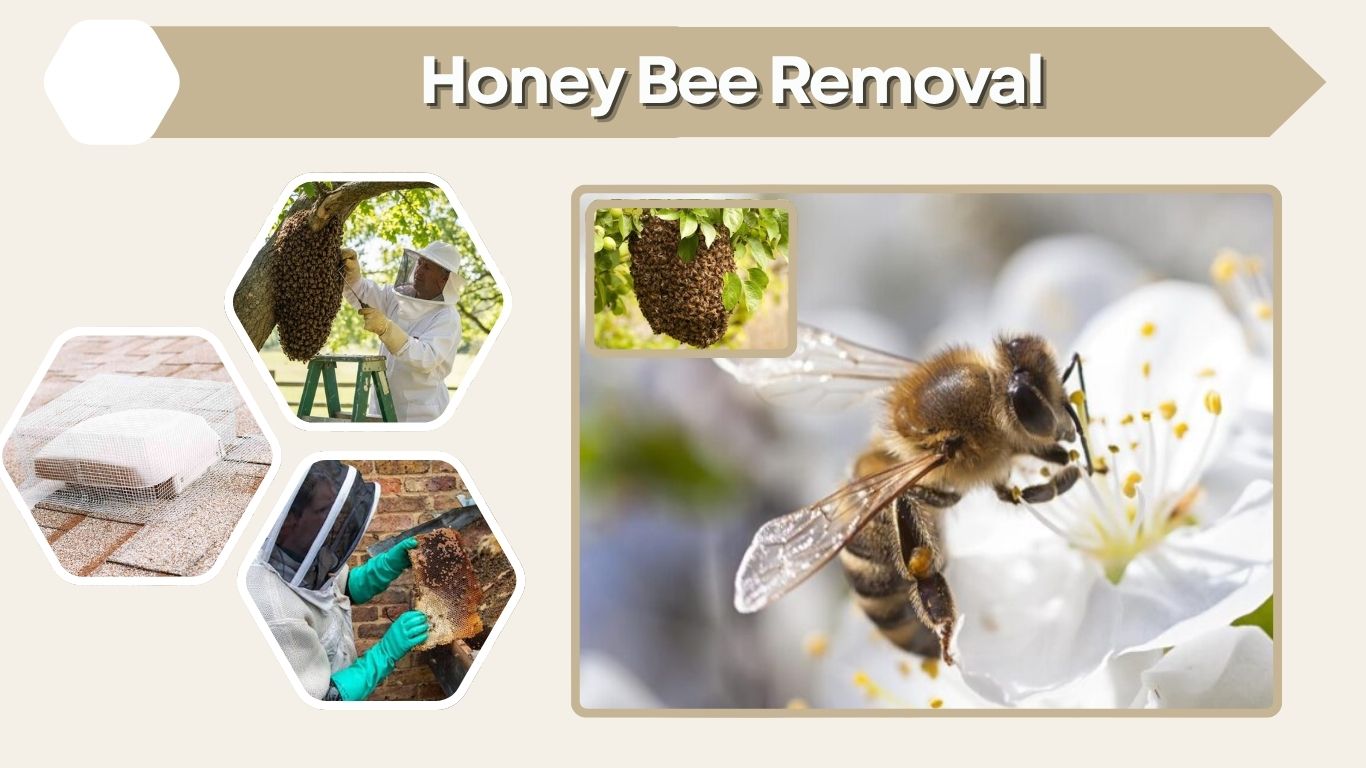 Honey Bee Removal: Safe Hive, Swarm, and Wall Removal