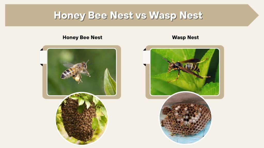 Honey Bee Nest vs Wasp Nest