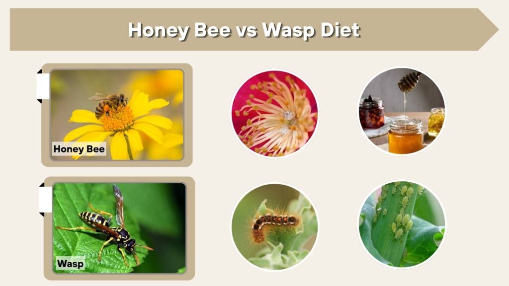 Honey Bee vs Wasp Diet