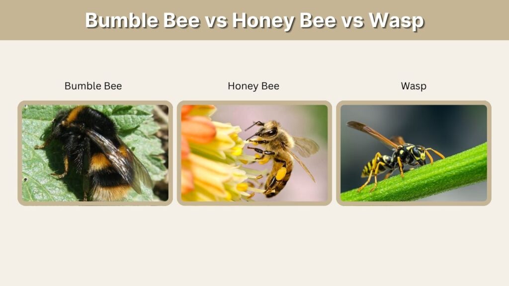 Bumble Bee vs Honey Bee vs Wasp