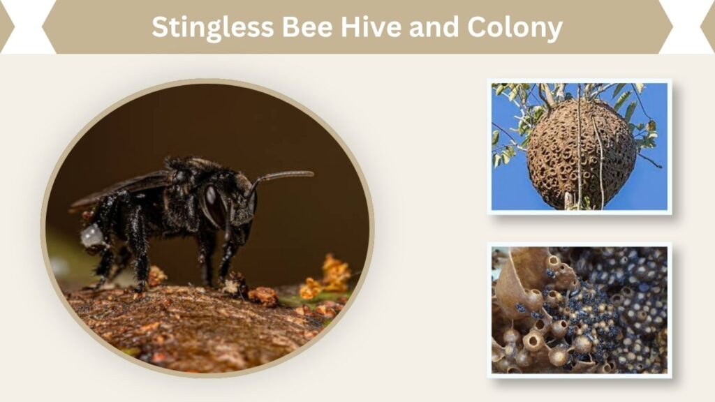 Stingless Bee Hive and Colony