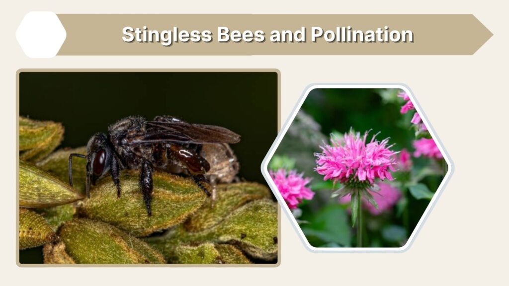 Stingless Bees and Pollination