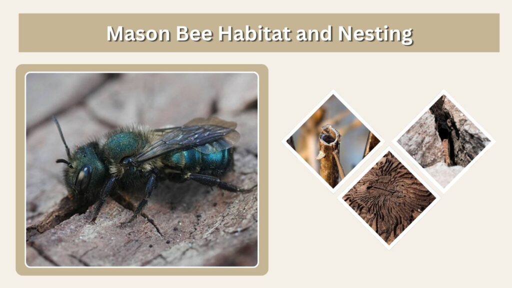Mason Bee Habitat and Nesting