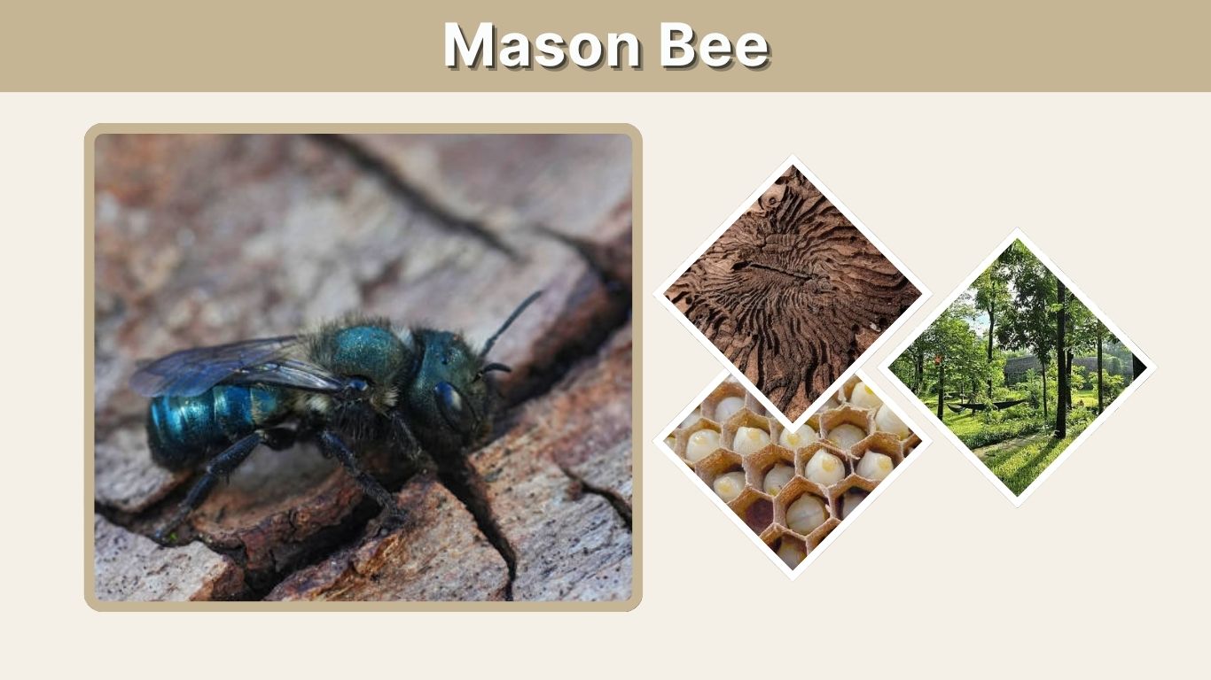 Mason Bee: Identification, Habitat, Nesting & Life Cycle