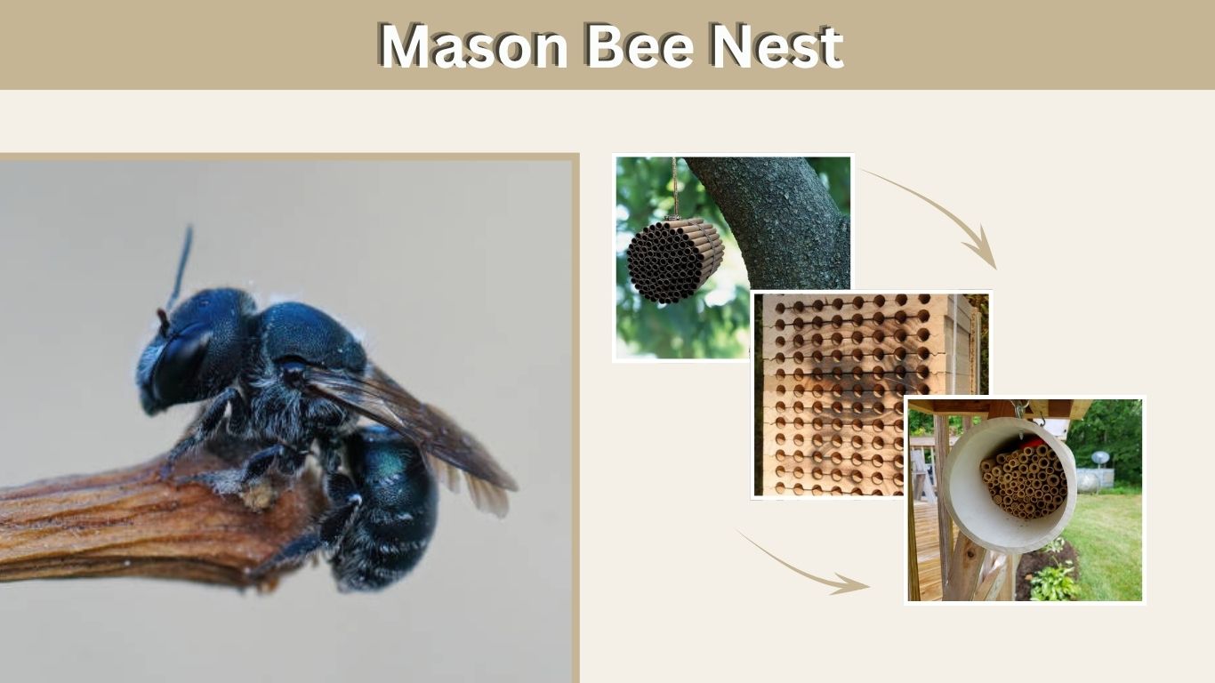 Mason Bee Nest: How to Build, Place, and Maintain One