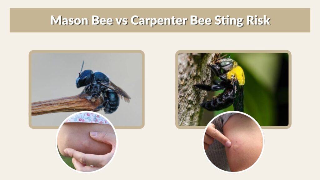 Mason Bee vs Carpenter Bee Sting Risk