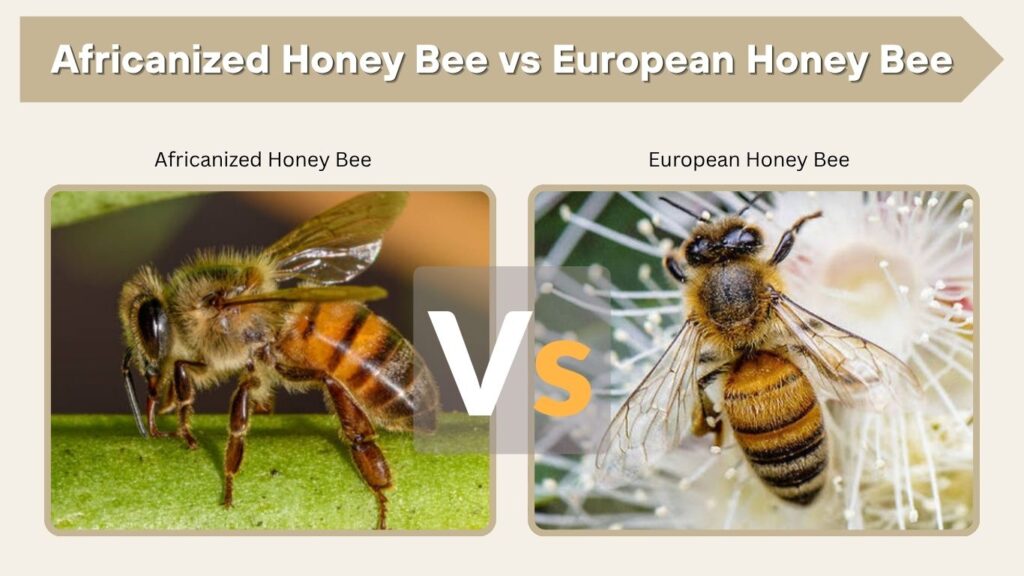 European Honey Bee