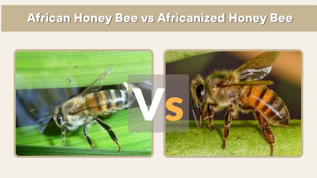 African Honey Bee vs Africanized Honey Bee