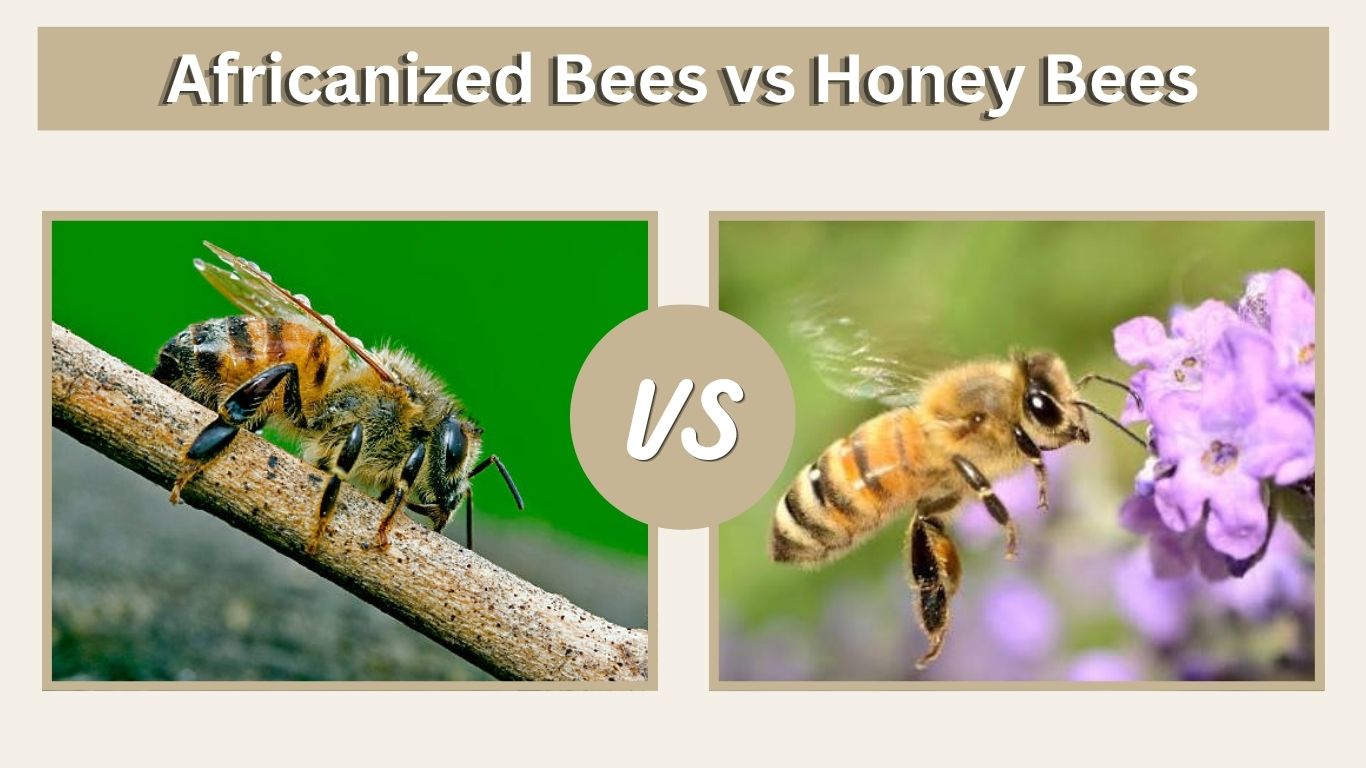 Africanized Bees vs Honey Bees: Key Differences