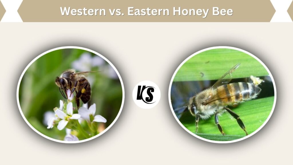 Western vs. Eastern Honey Bee