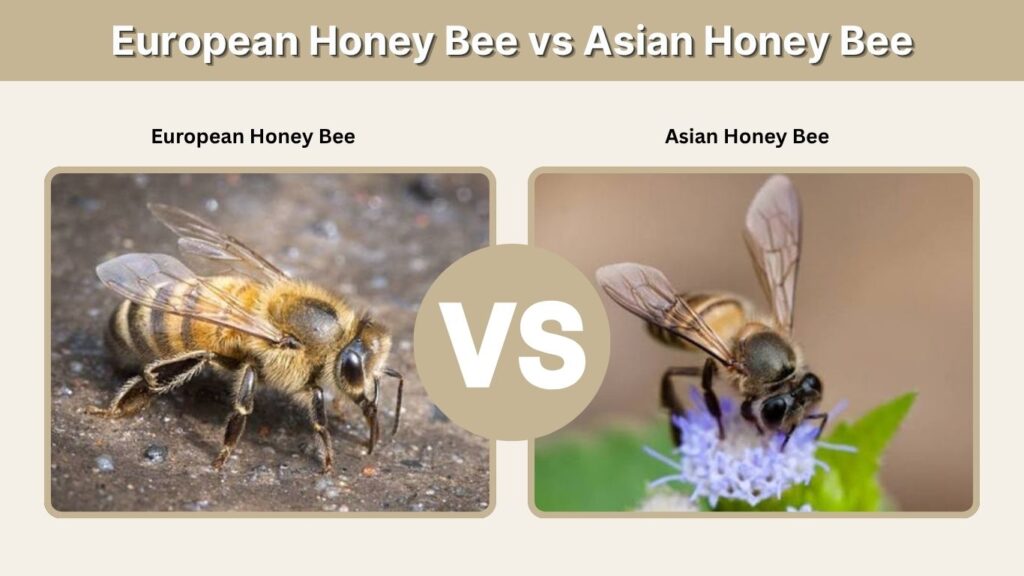 European Honey Bee vs Asian Honey Bee