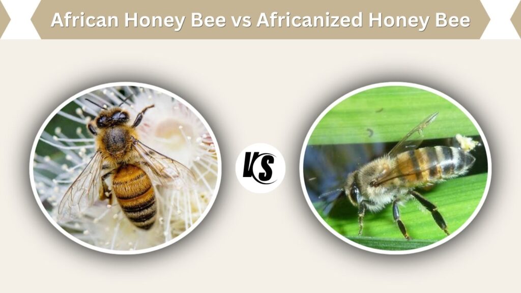 African Honey Bee vs Africanized Honey Bee