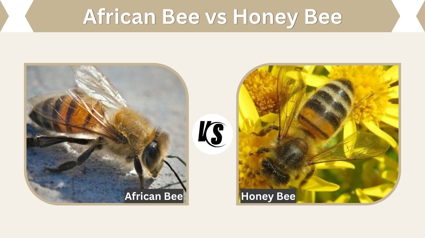 African Bee vs Honey Bee: Key Differences